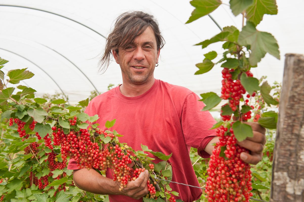 Pascal Fournel Producteur Fruits Rouges