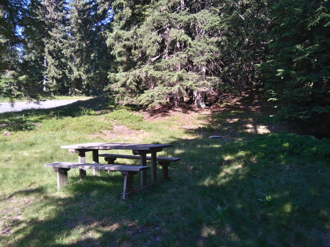 Forest picnic area