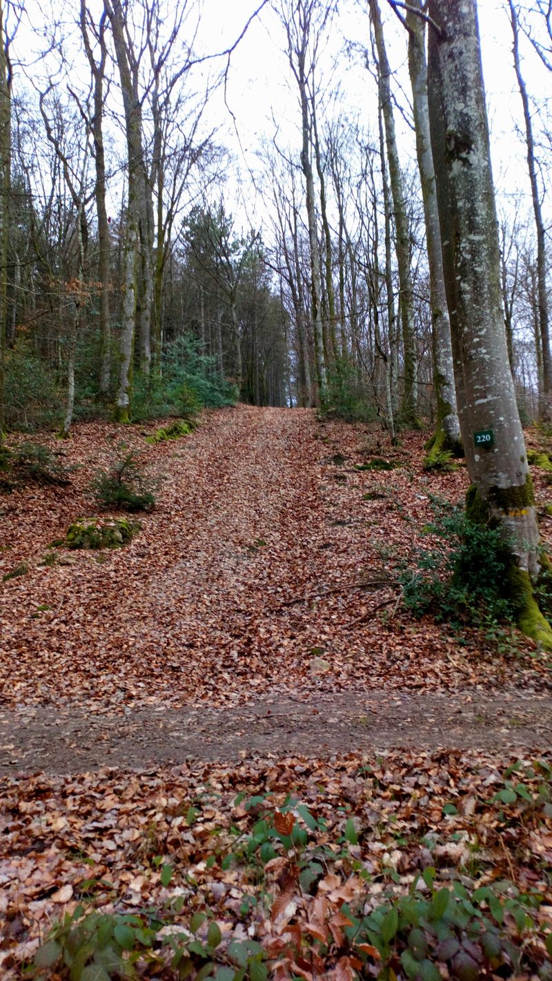 Côte Longue Ecouves