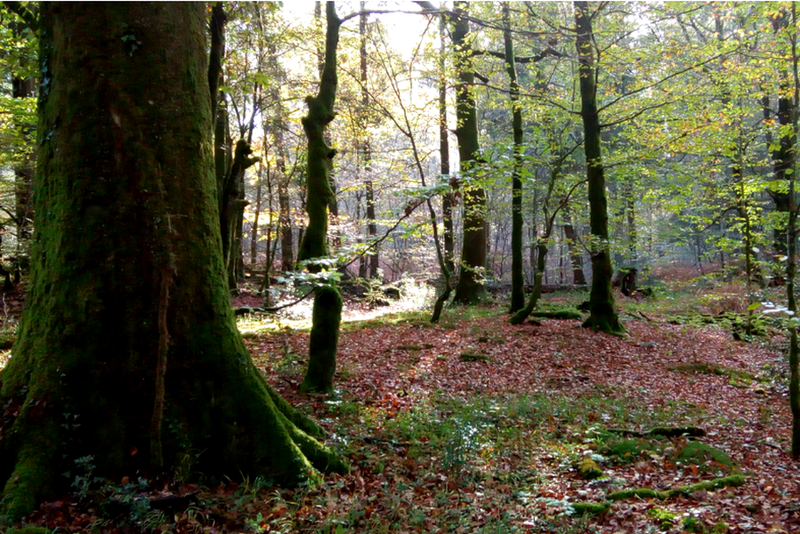Forêt d’Andaine