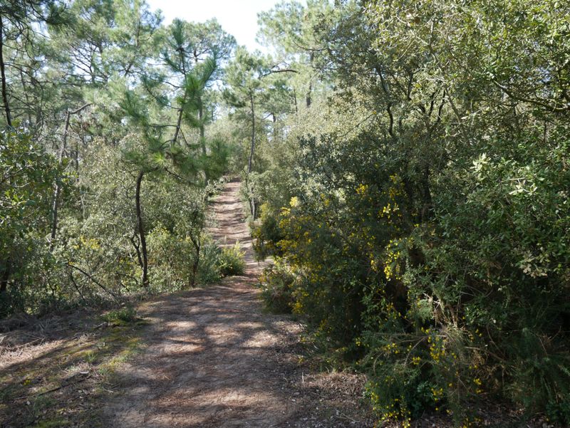 Trail des chevreuils