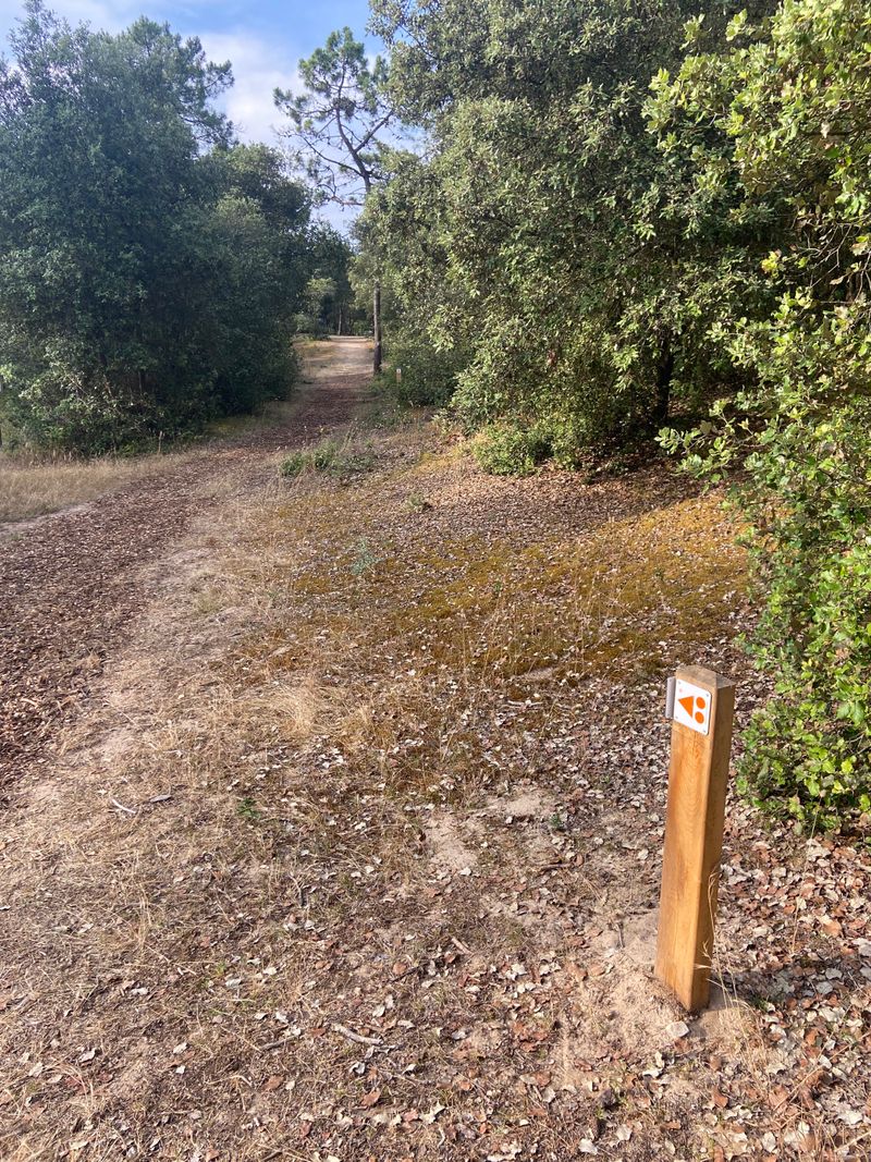 Piste VTT en forêt