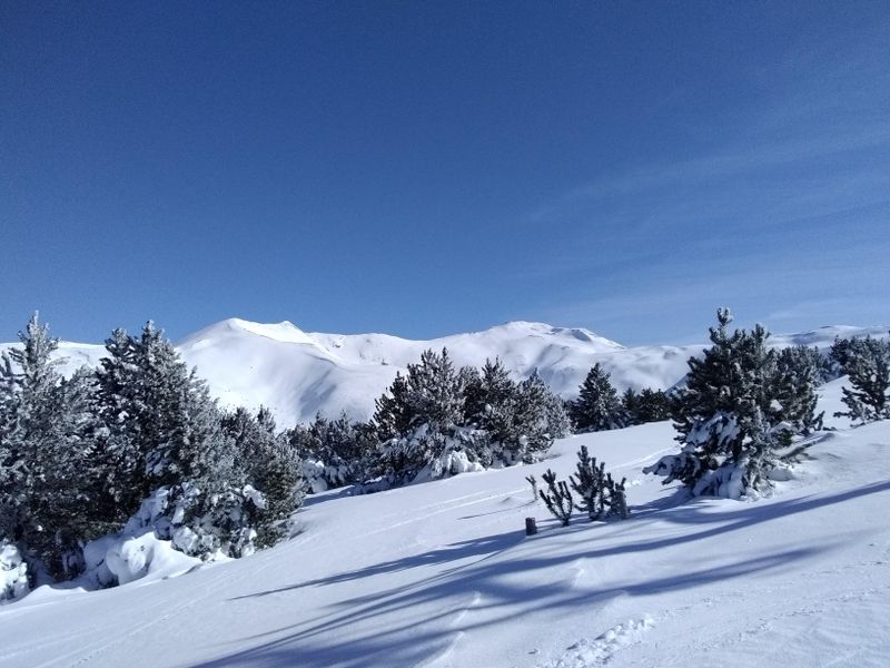 Forêt sans embûche