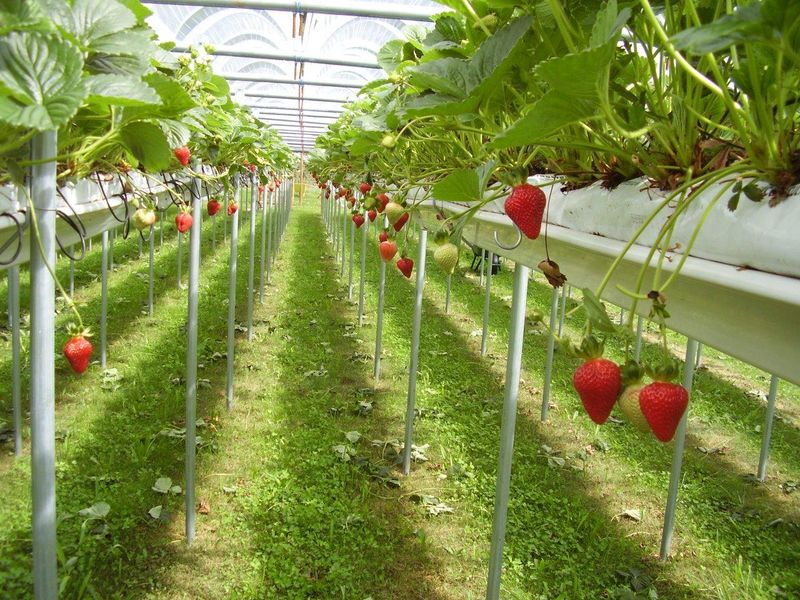 LES FRAISES DE BENA - FRUITS ET LÉGUMES - ENVEITG