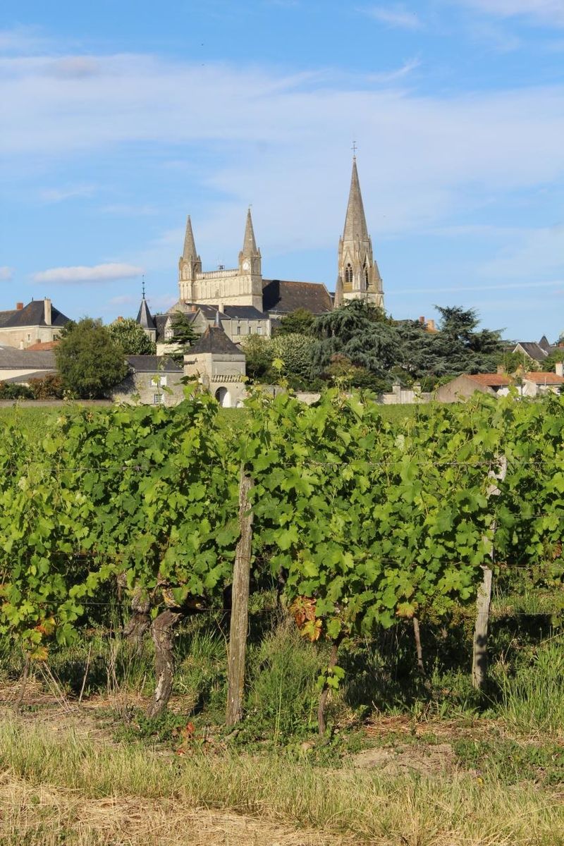 Entre vignes et tuffeaux