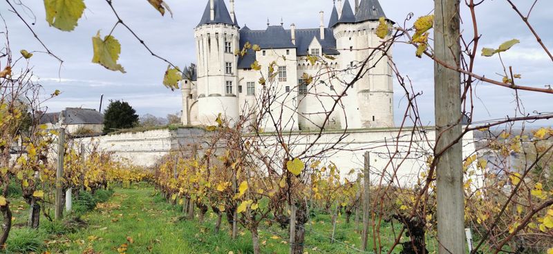 Vignes et Château