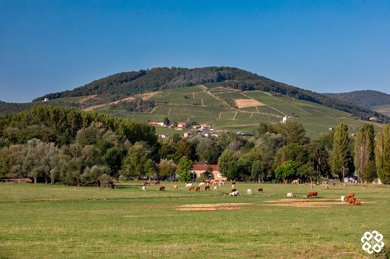 Mont Brouilly