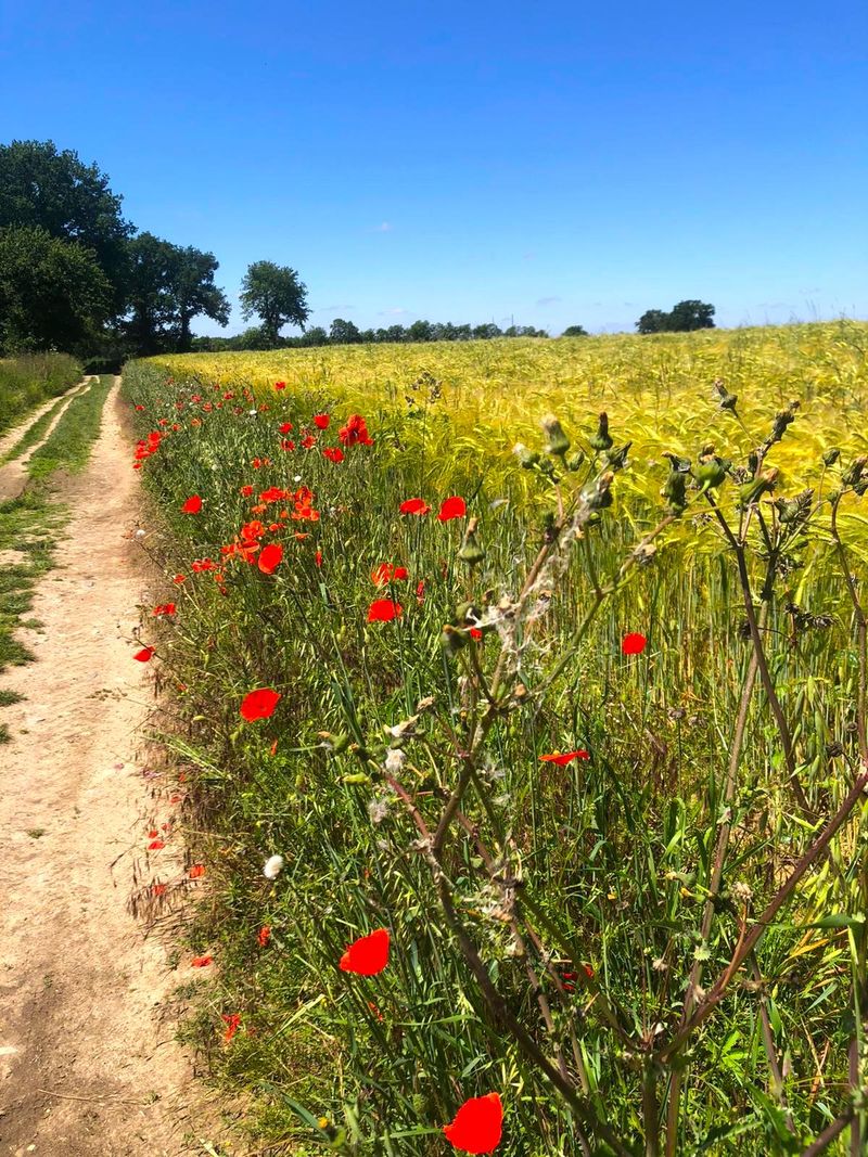 Sur la Voie Romaine