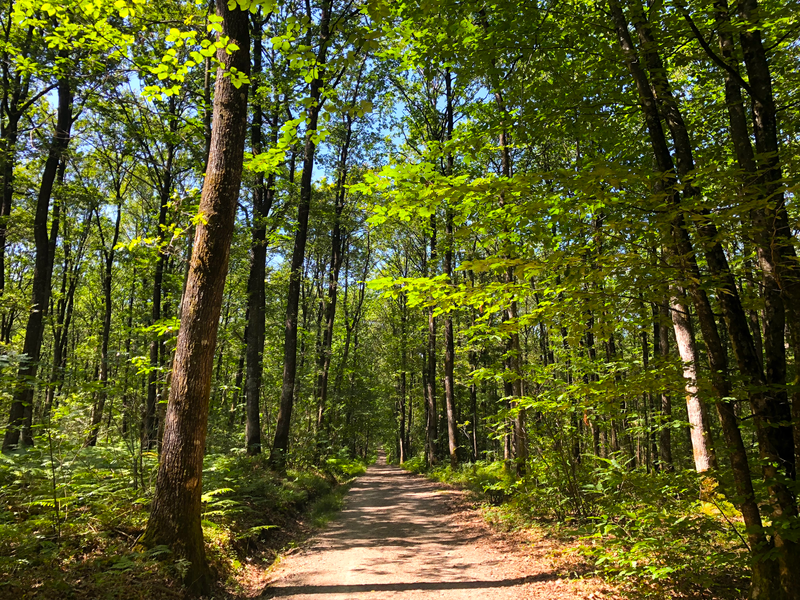 Un Tour dans l’Bois !