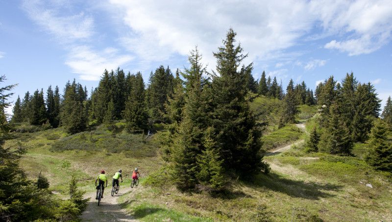 Le Bois de Covetan