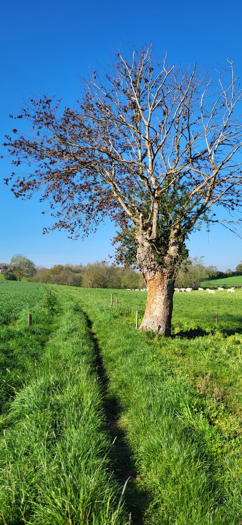 Trail du Haut bocage