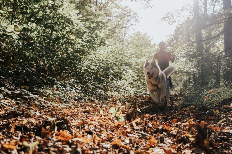 Parcours initiation Cani’trail Léry-Poses