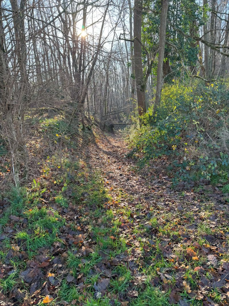 Traversée des vallons par les forêts
