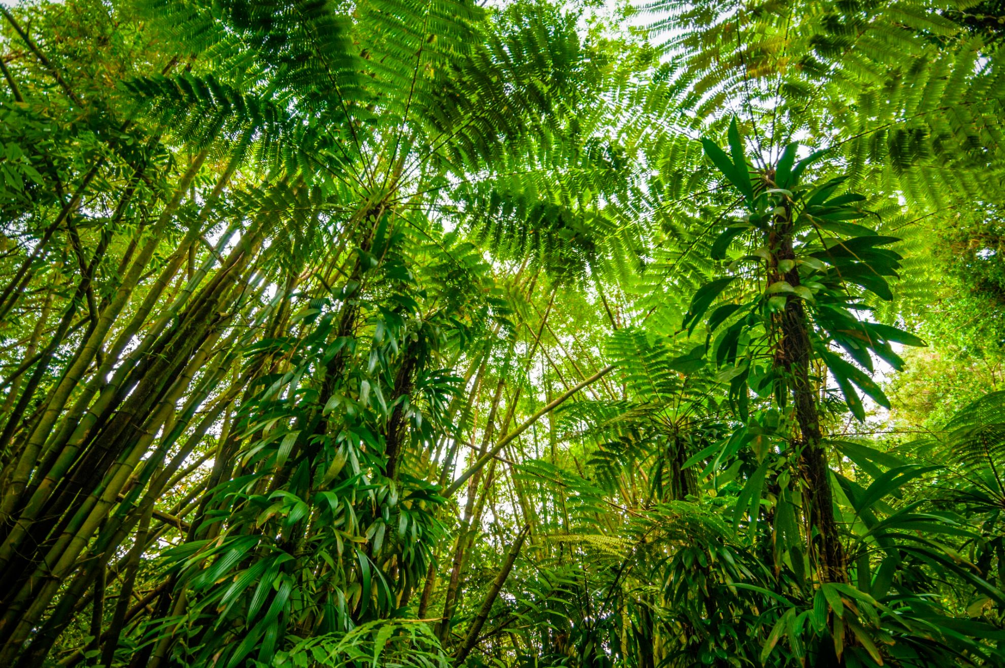 Les Iles de Guadeloupe